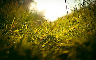closeup photo of green grass HD wallpaper